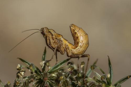 Ameles spallanzania
